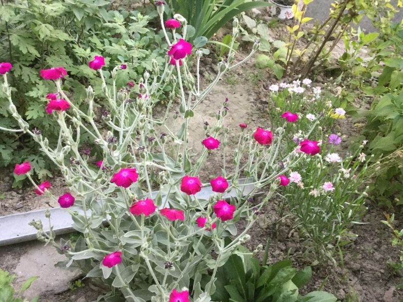 2ACF286C-0159-4C43-8B61-BBC39A3D8185 - Flori 2018