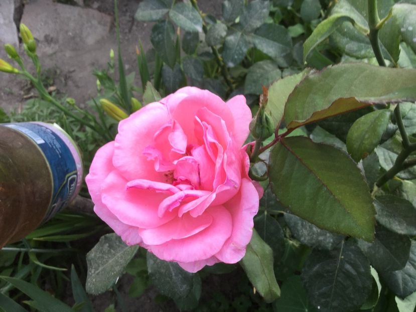 6D47DBAF-5C48-4766-9A3D-4FCA1A815339 - Flori 2018