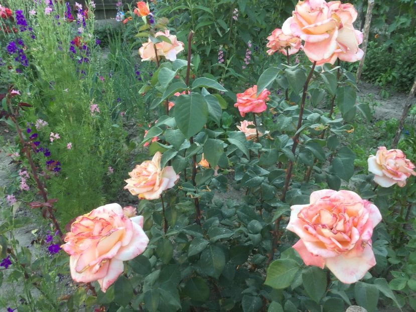 D148FEF6-3DE3-4881-805A-F7D53E3AEA10 - Flori 2018