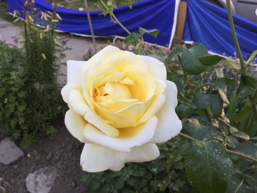 4945621F-DA57-4787-955B-4835B6725D44 - Flori 2018