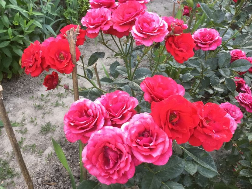 FB76DD24-A439-43D1-83AF-7D23F39C44C6 - Flori 2018