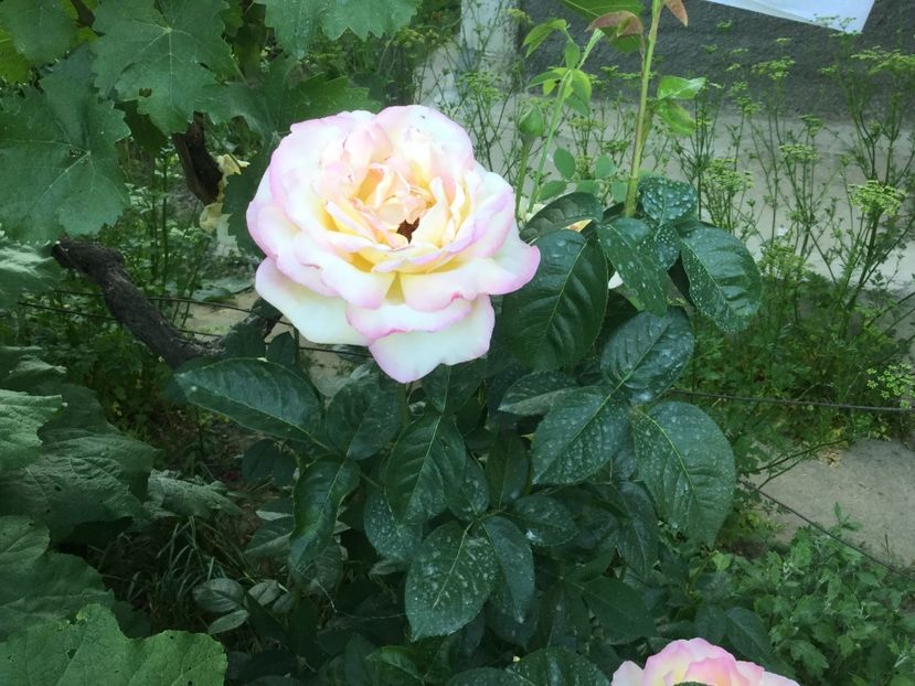 B3397D0C-7885-42C8-A7B8-28F001B2ADC0 - Flori 2018