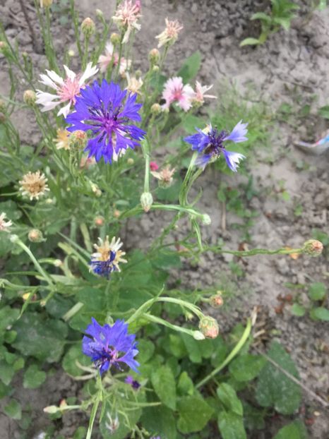 0A1D15D6-DB88-47CB-9445-FAA0B0884E09 - Flori 2018