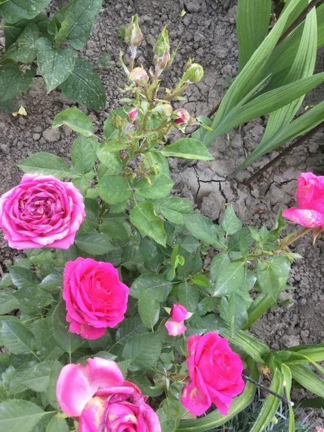 CF41013D-CCD5-49AB-93A8-1183892E4178 - Flori 2018