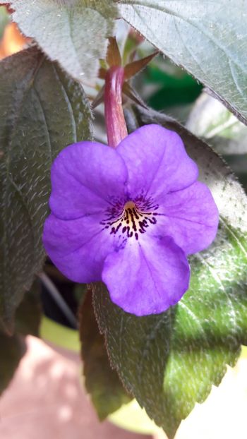 Electra - 09 Achimenes 2018