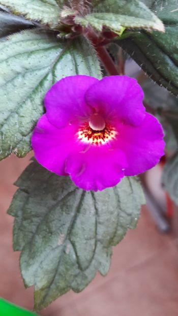 Caprice - 09 Achimenes 2018