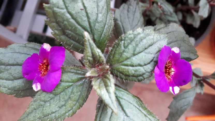 Caprice ( undercover :)) ) - 09 Achimenes 2018