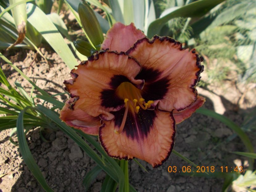 adamas-3,5-10,7 - Hemerocallis 2018