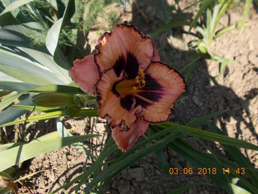  - Hemerocallis 2018