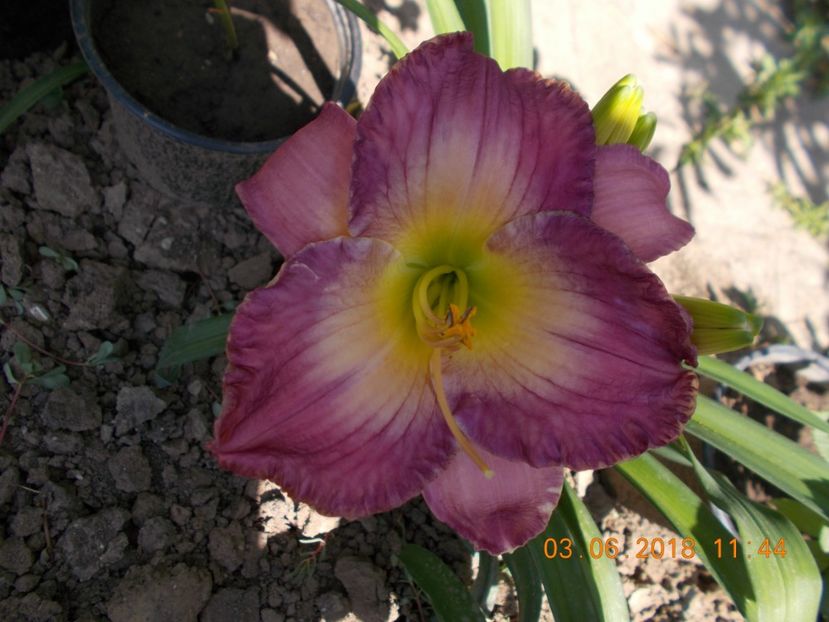 moroccan sunrise-9,1 - Hemerocallis 2018