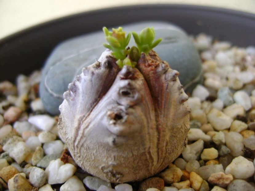 Euphorbia tubiglans - Caudiciforme si bulbi 2018