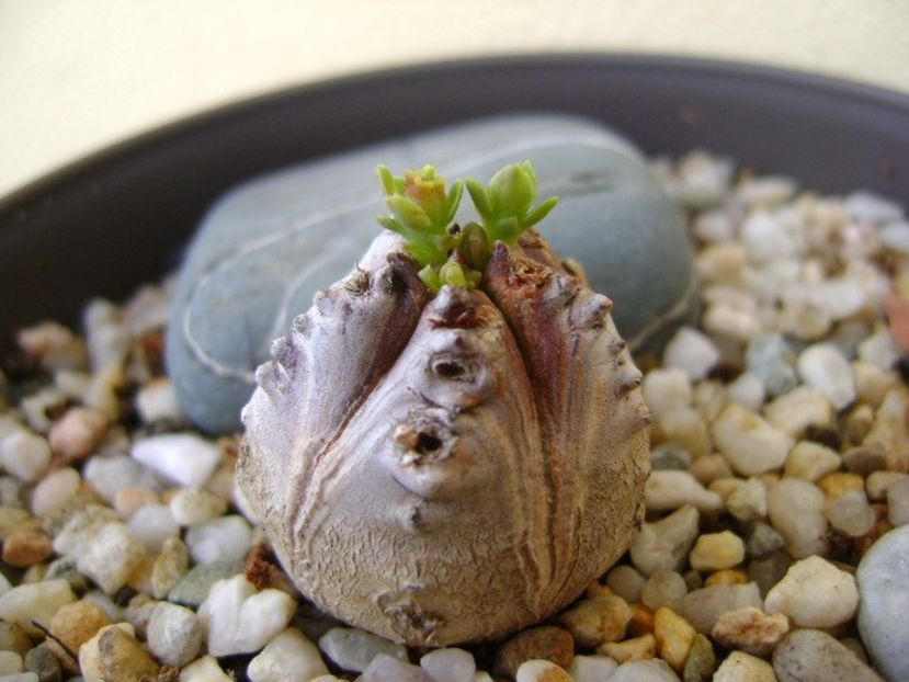 Euphorbia tubiglans - Caudiciforme si bulbi 2018