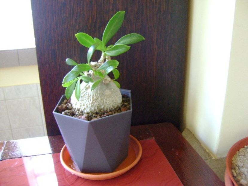 Myrmecodia beccarii - Caudiciforme si bulbi 2018