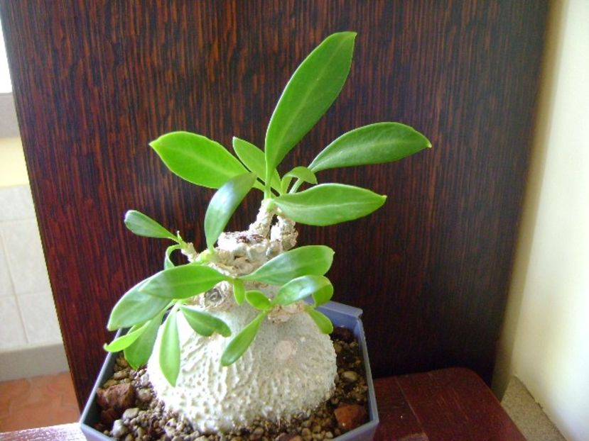 Myrmecodia beccarii - Caudiciforme si bulbi 2018