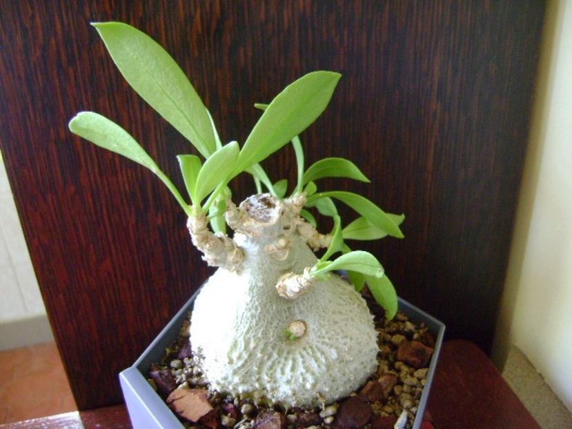 Myrmecodia beccarii - Caudiciforme si bulbi 2018