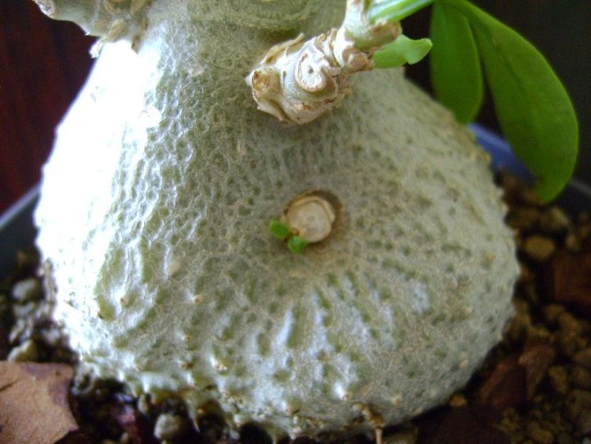 Myrmecodia beccarii - Caudiciforme si bulbi 2018