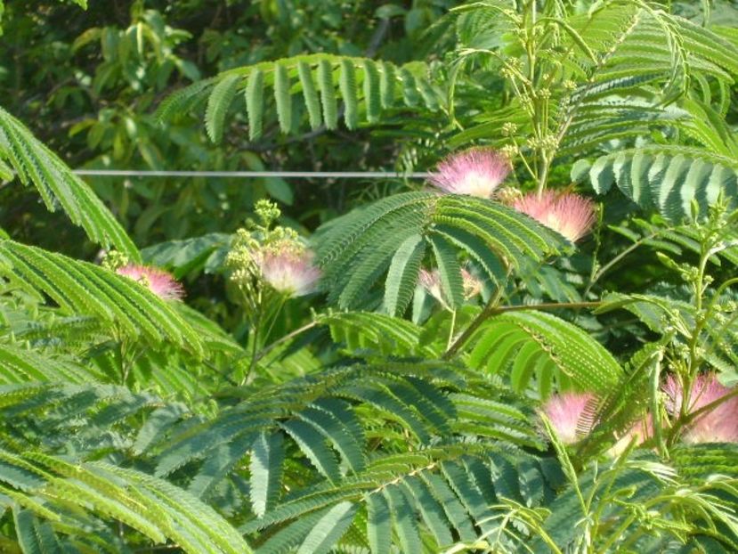 Albizia julibrissin sau arborele de matase - Primavara 2018