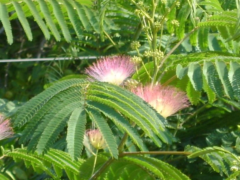 Albizia julibrissin sau arborele de matase - Primavara 2018
