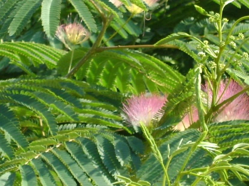 Albizia julibrissin sau arborele de matase - Primavara 2018