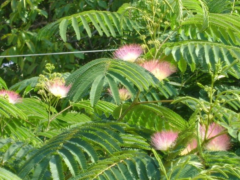 Albizia julibrissin sau arborele de matase - Primavara 2018