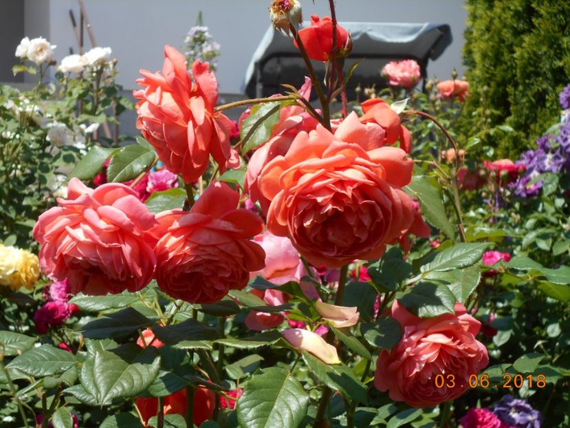 03.06.2018 - Summer Song