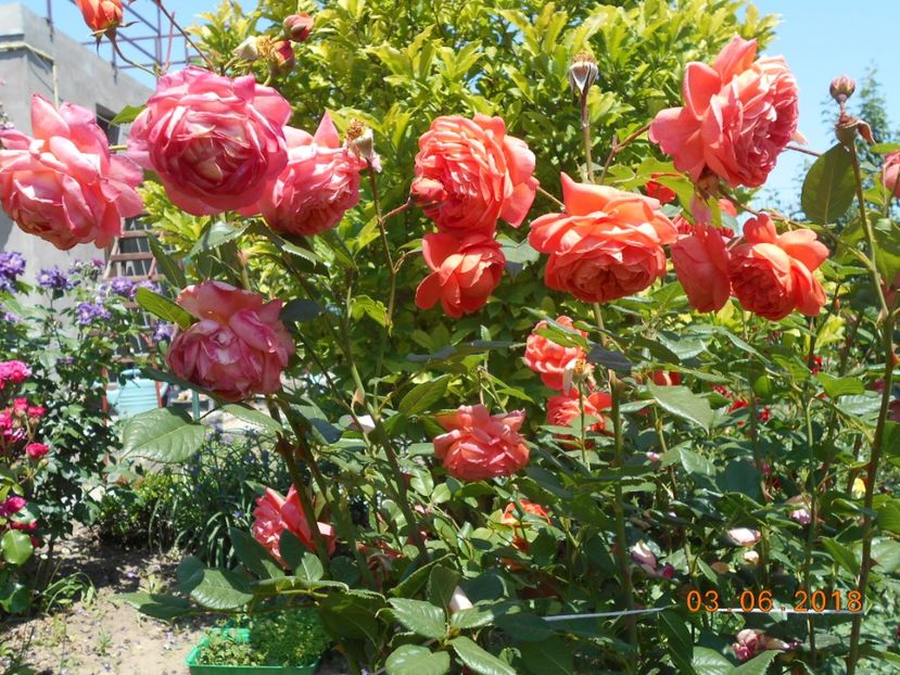 03.06.2018 - Summer Song