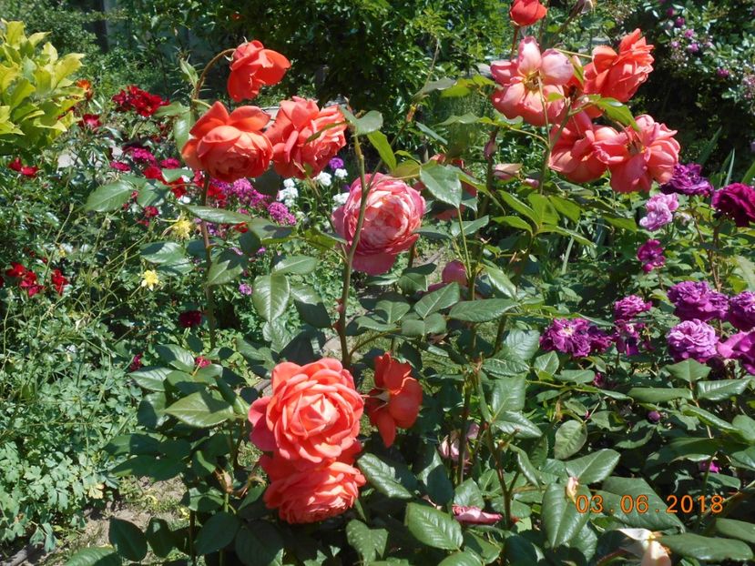 03.06.2018 - Summer Song