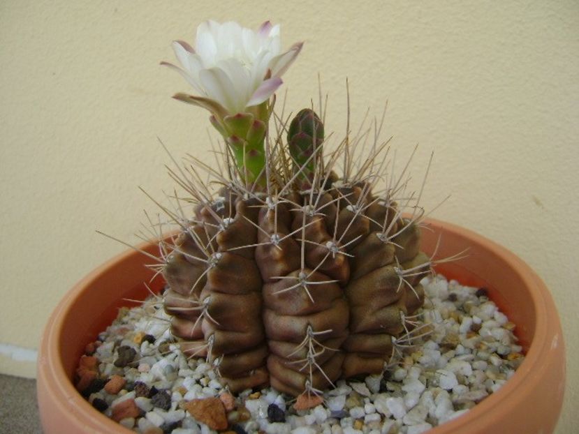 Gymnocalycium mihanovichii - Cactusi 2018 Gymnocalycium