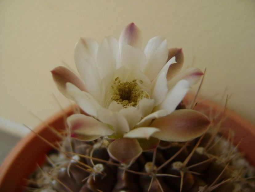 Gymnocalycium mihanovichii - Cactusi 2018 Gymnocalycium