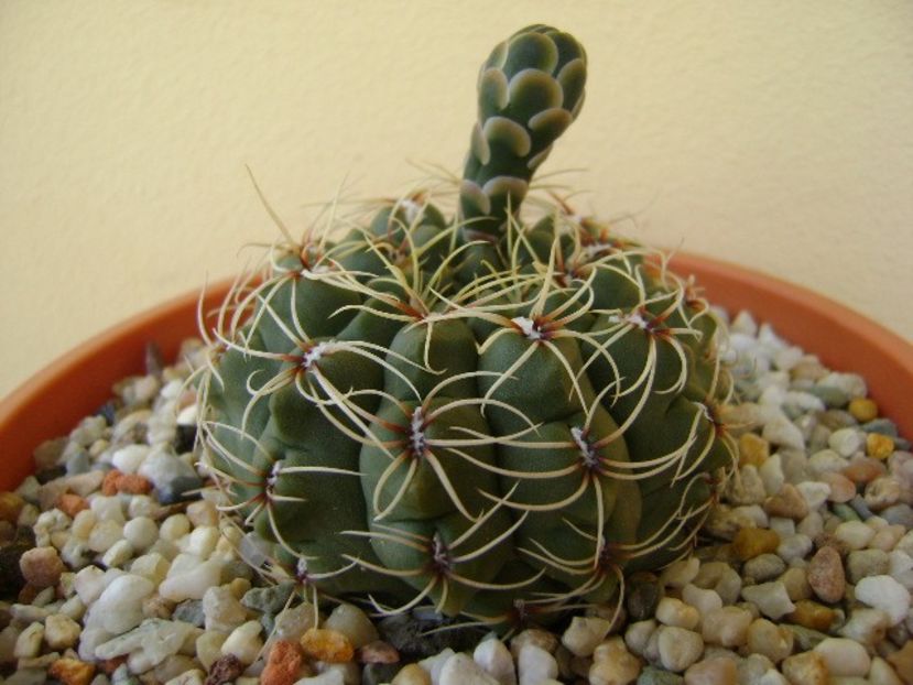 Gymnocalycium baldianum nr.1 - Cactusi 2018 Gymnocalycium