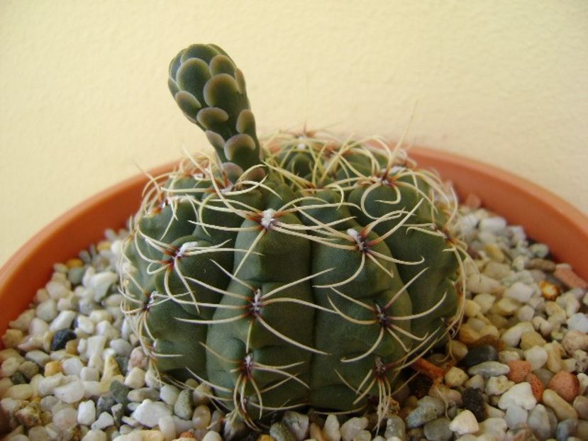 Gymnocalycium baldianum nr.1 - Cactusi 2018 Gymnocalycium