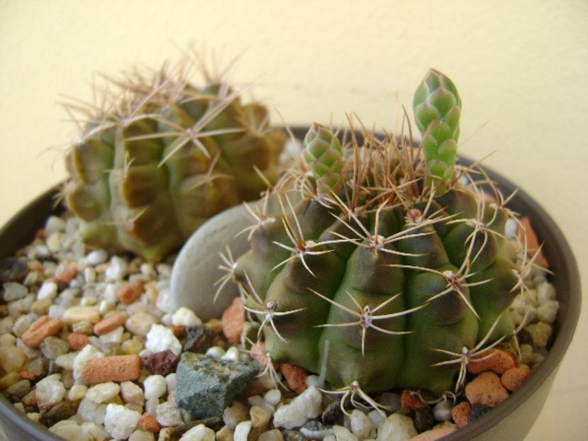 Gymnocalycium damsii v. tucavocense, 2 ex. - Cactusi 2018 Gymnocalycium