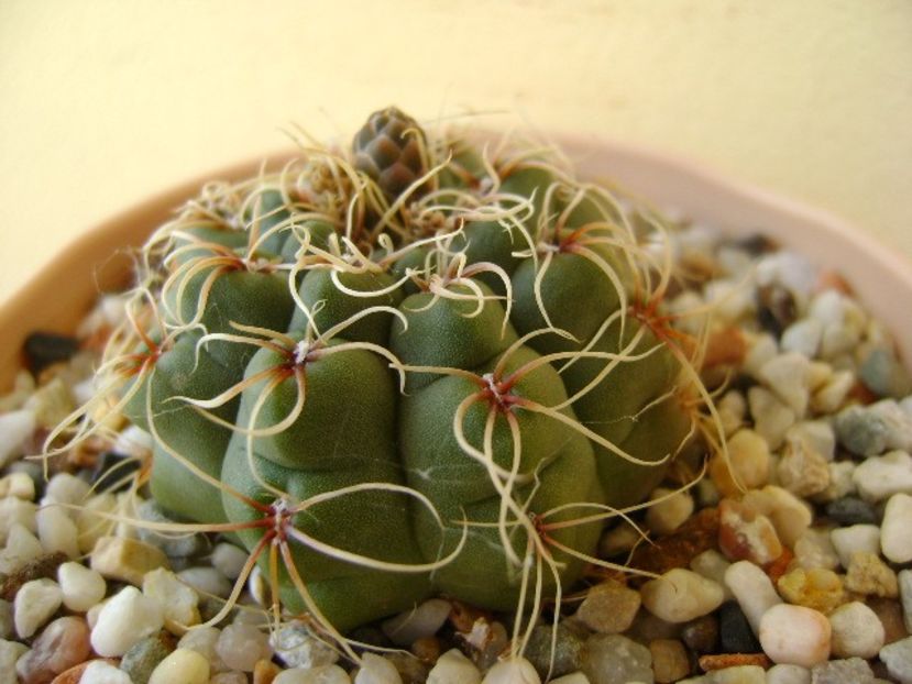 Gymnocalycium baldianum nr.2 - Cactusi 2018 Gymnocalycium