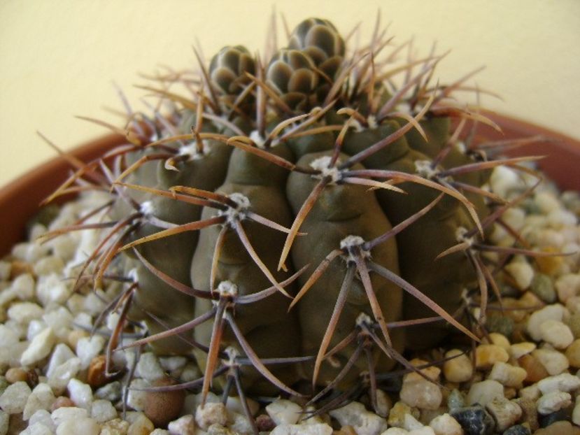 Gymnocalycium ochoterenae v. cinereum - Cactusi 2018 Gymnocalycium