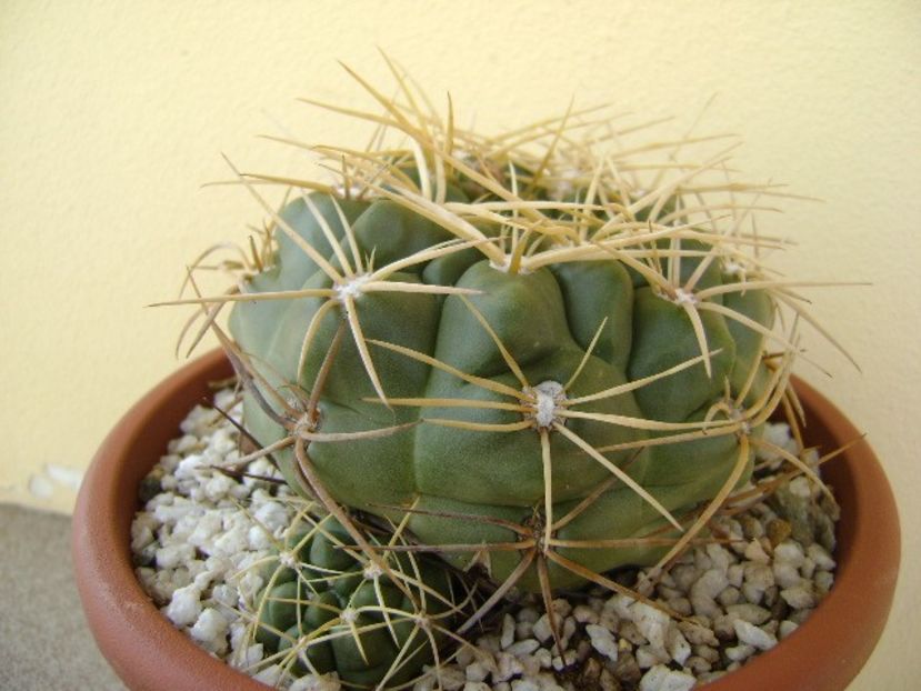 Gymnocalycium monvillei - Cactusi 2018 Gymnocalycium