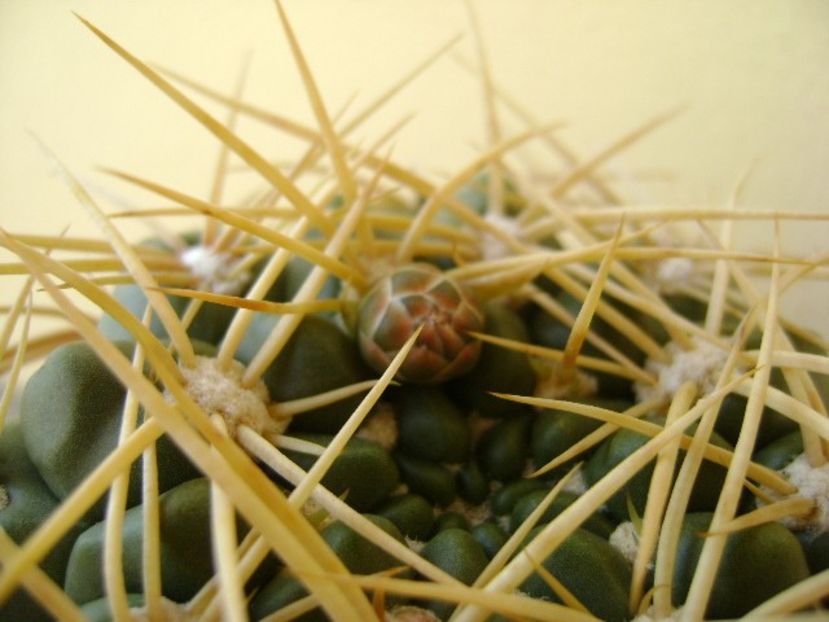 Gymnocalycium monvillei - Cactusi 2018 Gymnocalycium