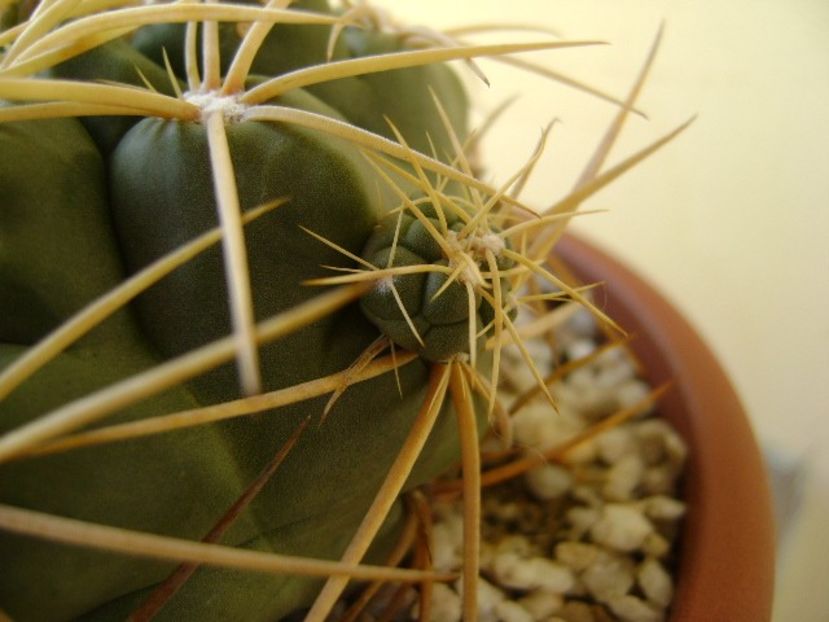 Gymnocalycium monvillei - Cactusi 2018 Gymnocalycium