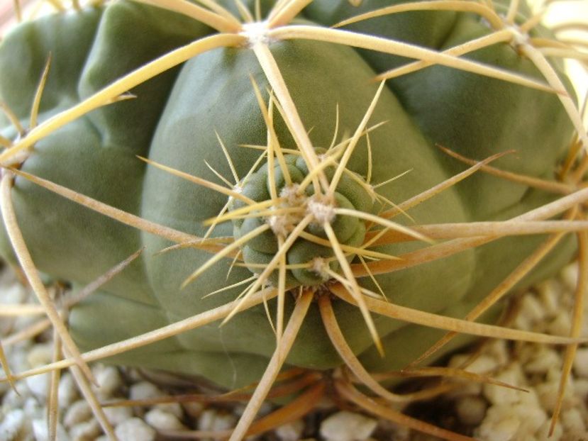 Gymnocalycium monvillei - Cactusi 2018 Gymnocalycium