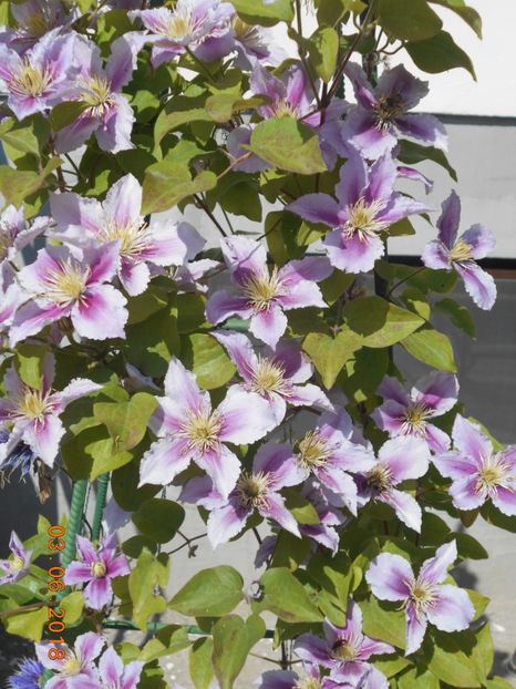  - 3Clematite2018