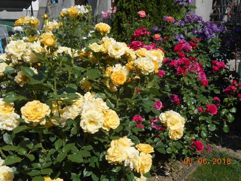 Julia Child - 3Trandafiri 2018