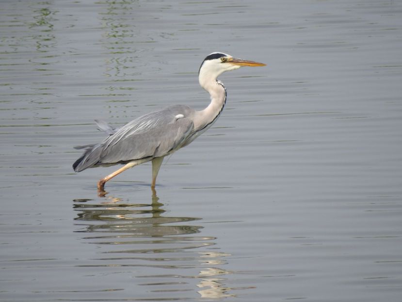 Stârc cenușiu (Ardea cinerea) - FOTOGRAFIE