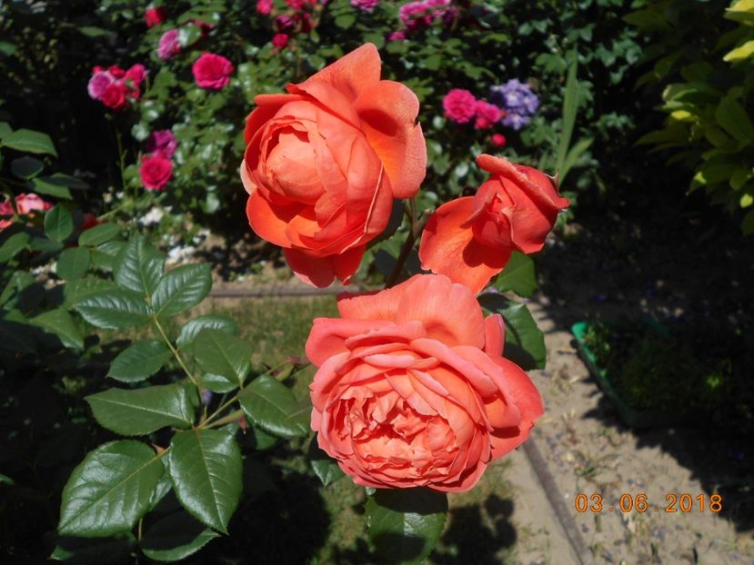 03.06.2018 - Summer Song