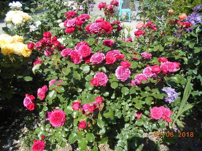  - Red Leonardo Da Vinci