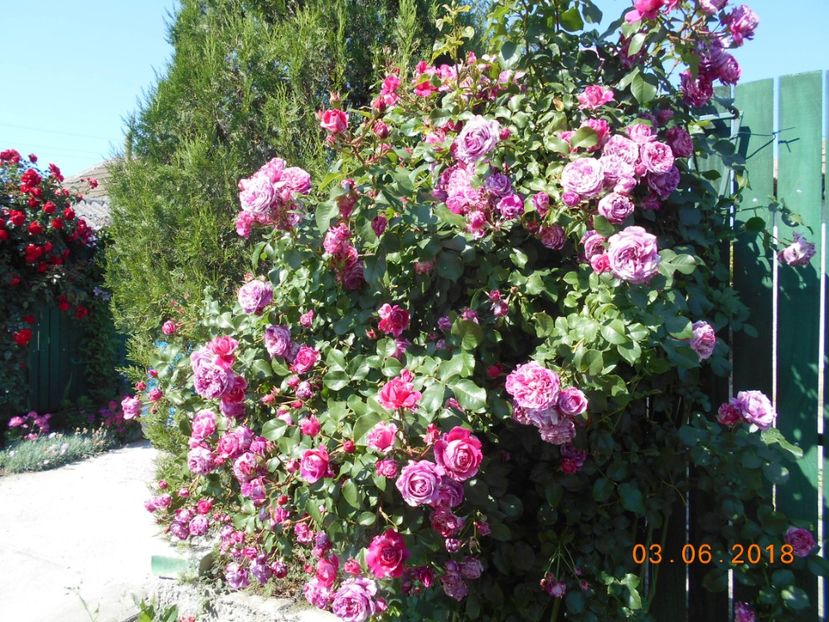 Innes Sastre - 3Trandafiri 2018