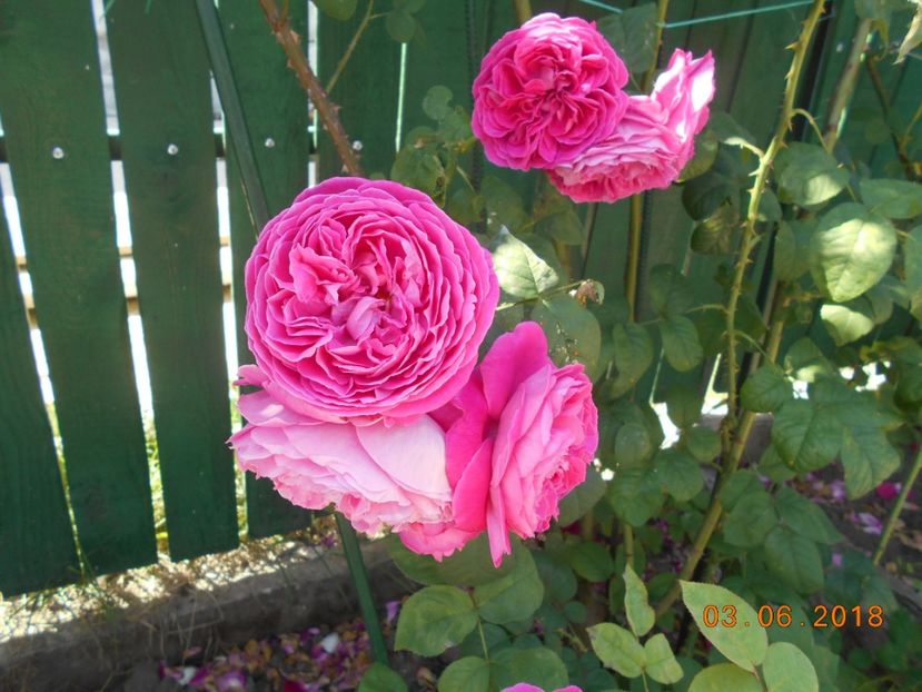  - Madame Isaac Pereire