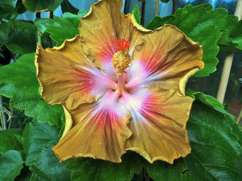 Bob Carran - 0Hibiscus in colectie infloriti