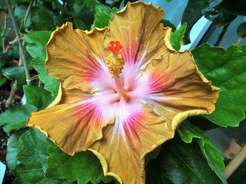 Bob Carran - 0Hibiscus in colectie infloriti