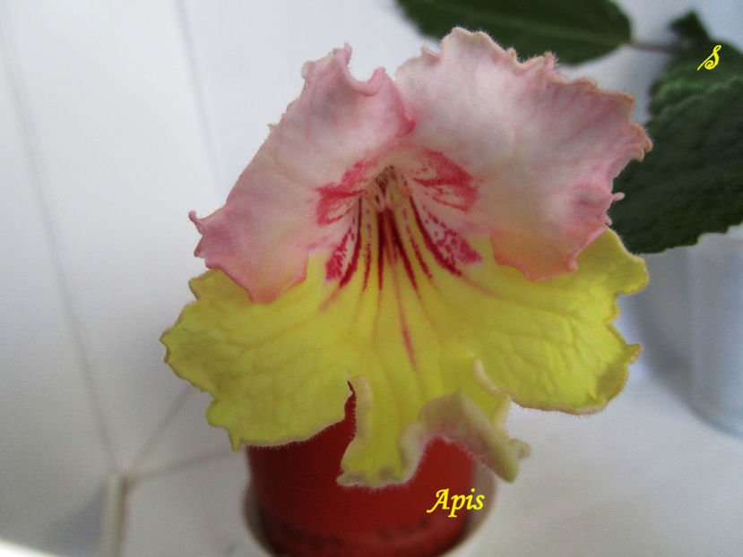 Apis(3-06-2018) - Streptocarpusi 2018