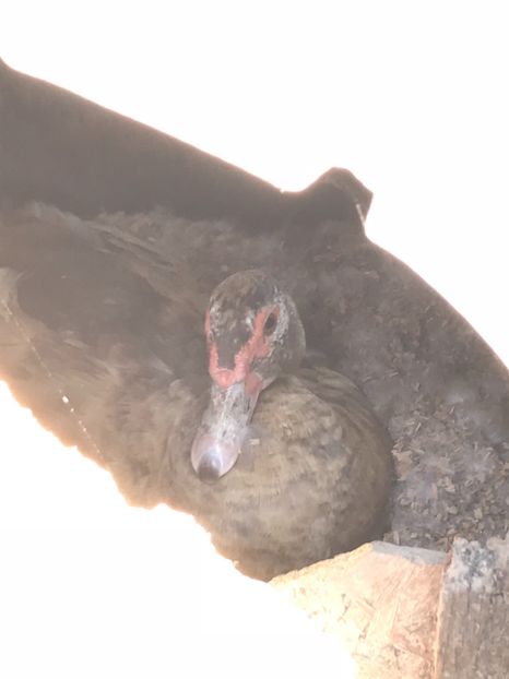 Rata maro cloceste din 8-11mai - Rate lesesti matca 2018