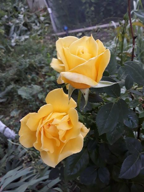 34142092_10205201769921396_7856701382999408640_n - Copie (3) - Copie - 2018 - În grădină